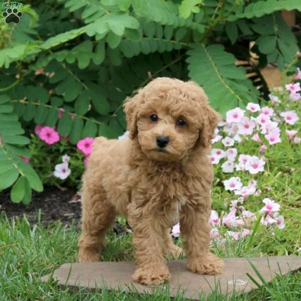 Garrett, Toy Poodle Puppy