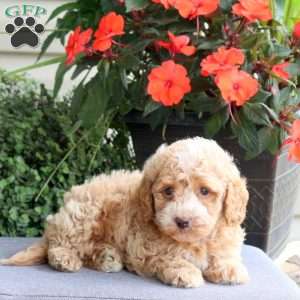 Garrett, Bich-Poo Puppy