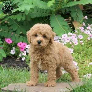 Garrett, Toy Poodle Puppy