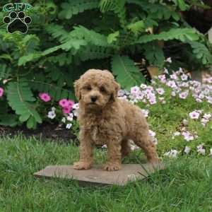 Garrett, Toy Poodle Puppy