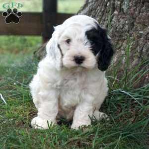 Garth, Cockapoo Puppy