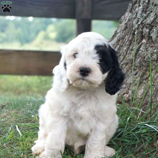 Garth, Cockapoo Puppy
