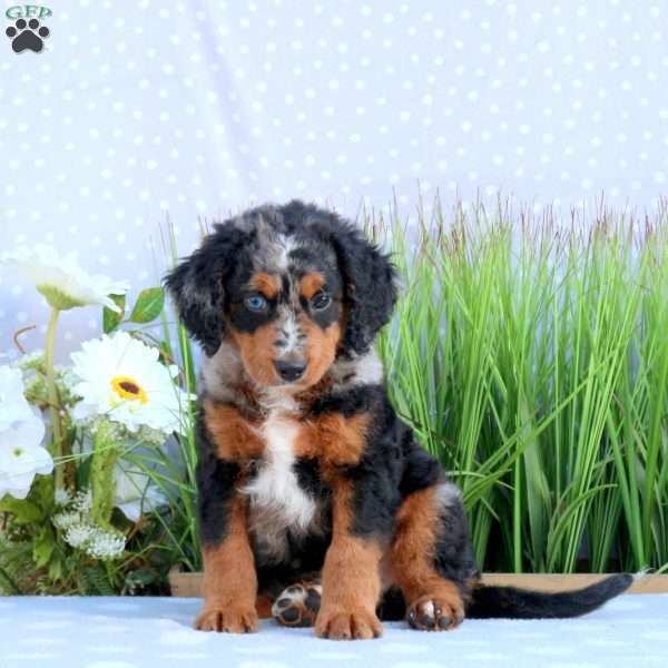 Gatsby, Mini Bernedoodle Puppy