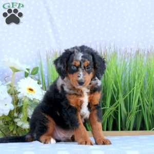 Gatsby, Mini Bernedoodle Puppy