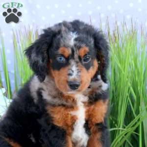 Gatsby, Mini Bernedoodle Puppy