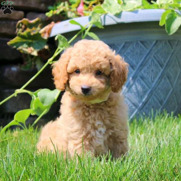Gavin, Havapoo Puppy