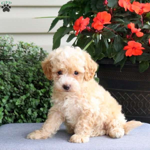 Gavin, Bich-Poo Puppy