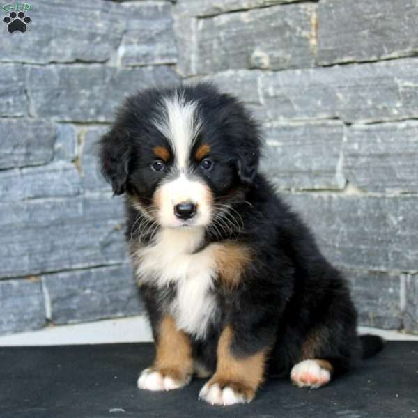 Gavin, Bernese Mountain Dog Puppy
