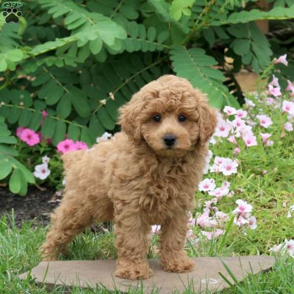 Gavin, Toy Poodle Puppy