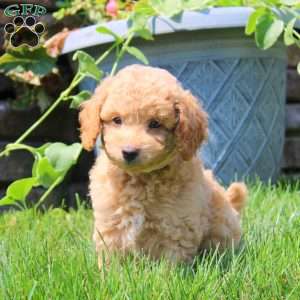 Gavin, Havapoo Puppy