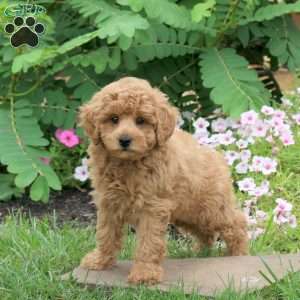 Gavin, Toy Poodle Puppy
