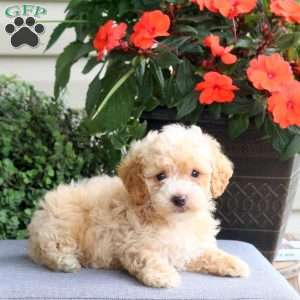 Gavin, Bich-Poo Puppy