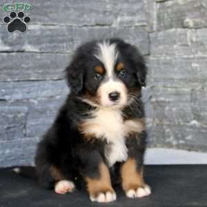 Gavin, Bernese Mountain Dog Puppy