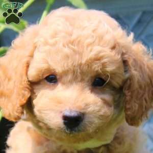 Gavin, Havapoo Puppy