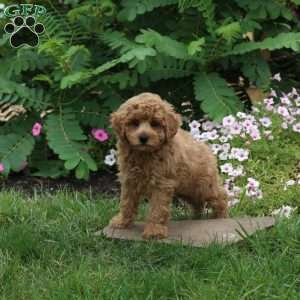 Gavin, Toy Poodle Puppy
