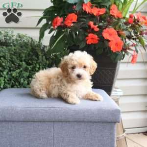 Gavin, Bich-Poo Puppy