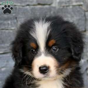 Gavin, Bernese Mountain Dog Puppy