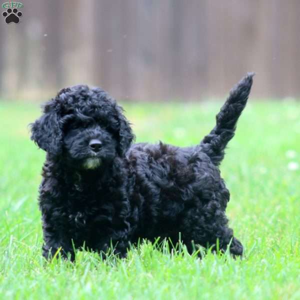 Gavin, Miniature Poodle Mix Puppy