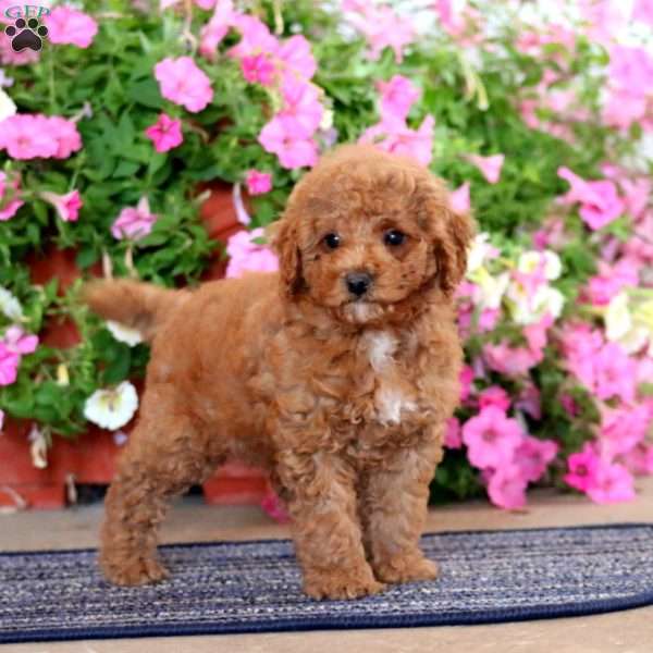 Gavin, Miniature Poodle Puppy
