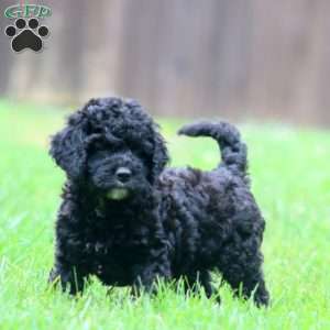 Gavin, Miniature Poodle Mix Puppy