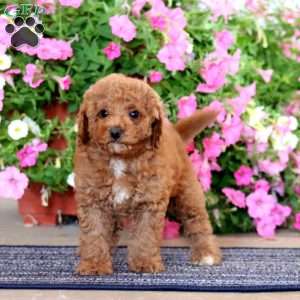 Gavin, Miniature Poodle Puppy