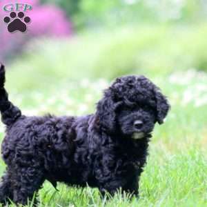 Gavin, Miniature Poodle Mix Puppy