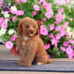 Gavin, Miniature Poodle Puppy