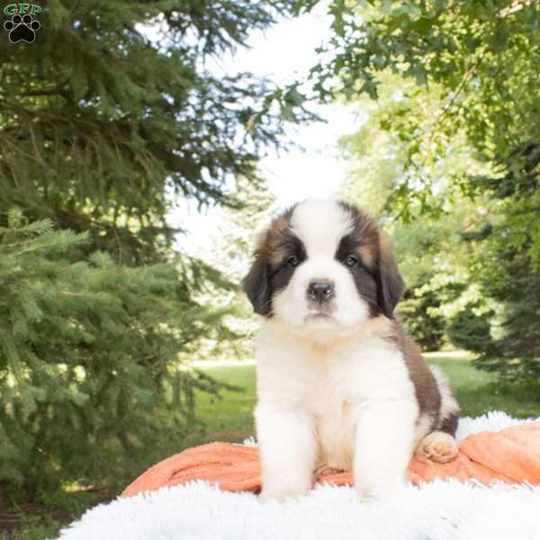 Ridge, Saint Bernard Puppy