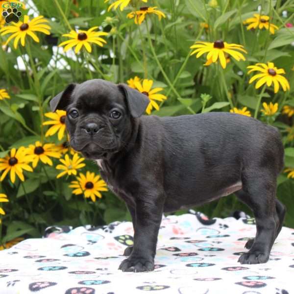 Gem, Frenchton Puppy