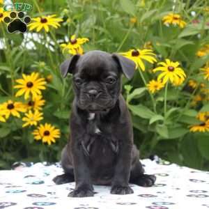 Gem, Frenchton Puppy