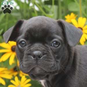 Gem, Frenchton Puppy