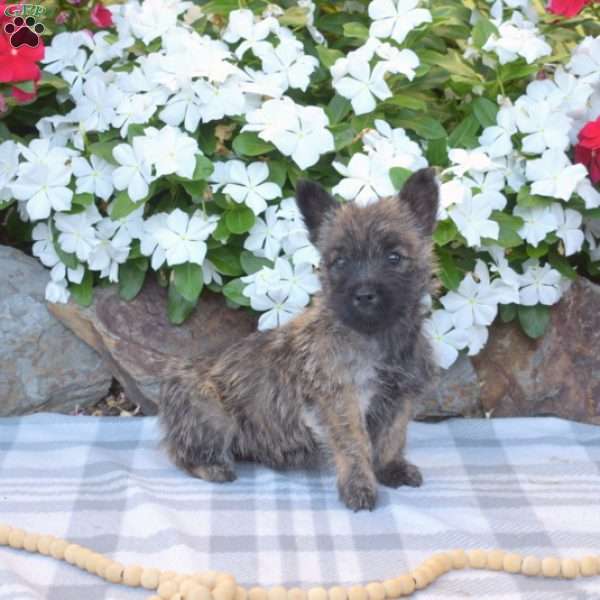 Gemma, Cairn Terrier Puppy