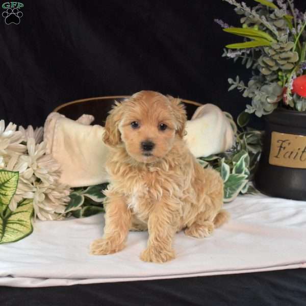 Gemma, Maltipoo Puppy