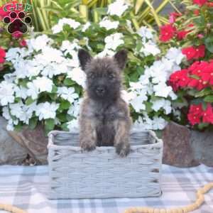 Gemma, Cairn Terrier Puppy