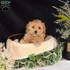 Gemma, Maltipoo Puppy