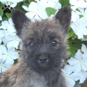 Gemma, Cairn Terrier Puppy