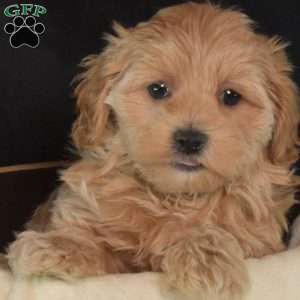 Gemma, Maltipoo Puppy