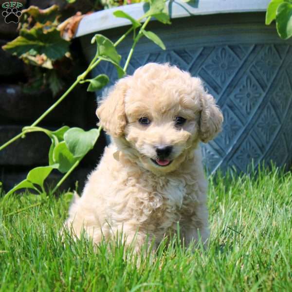 George, Havapoo Puppy