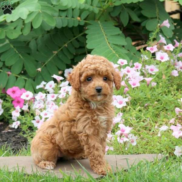 Georgia, Toy Poodle Puppy