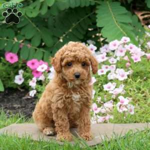 Georgia, Toy Poodle Puppy