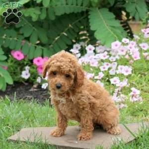 Georgia, Toy Poodle Puppy