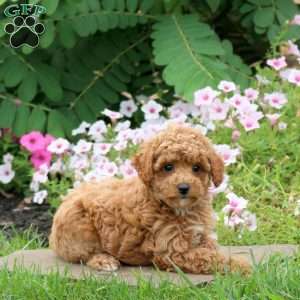 Georgia, Toy Poodle Puppy