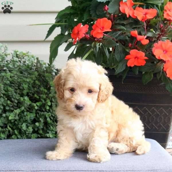 Georgie, Bich-Poo Puppy