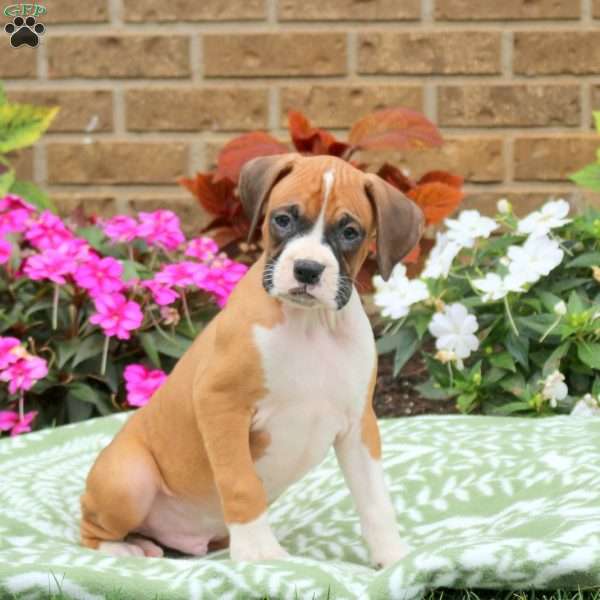 Georgie, Boxer Puppy