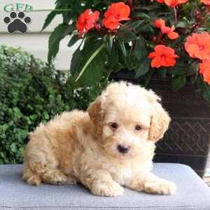 Georgie, Bich-Poo Puppy