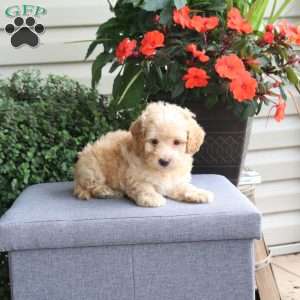 Georgie, Bich-Poo Puppy