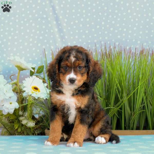 Gibbs, Mini Bernedoodle Puppy