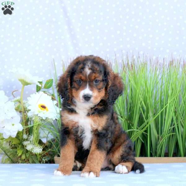 Gibbs, Mini Bernedoodle Puppy