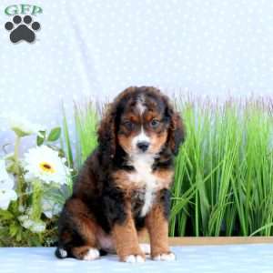 Gibbs, Mini Bernedoodle Puppy