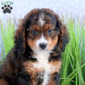 Gibbs, Mini Bernedoodle Puppy